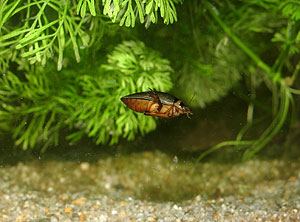 Graphodrus cinereus