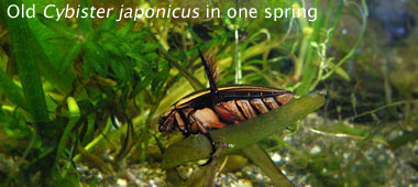 An old Cybister japonicus in one spring