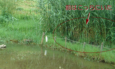 以前のコツブ生息域