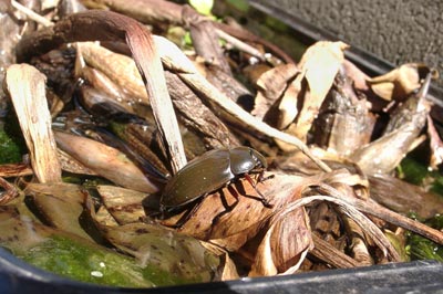 初春の日差しを満喫するガム