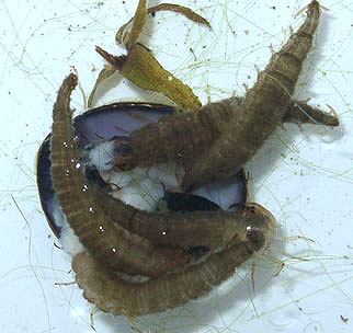 シジミを食べるガムシ幼虫