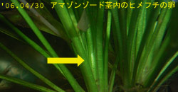 ヒメフチの卵