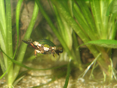 泳ぐコガタノ