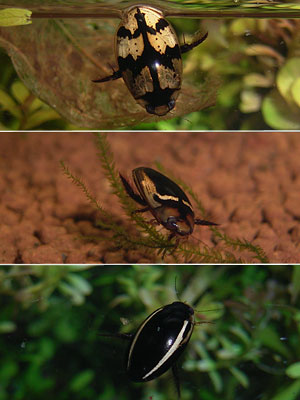 ミャンマーのゲンゴロウたち