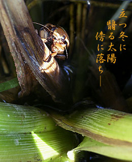 立つ冬に 翳る太陽 傍に落ち―