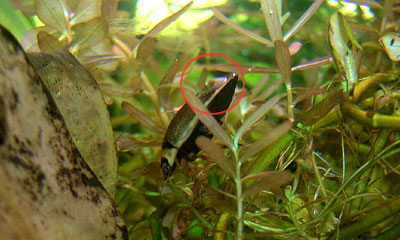 ゲンゴロウにくっつく貝