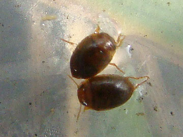 コマルケシゲンゴロウ