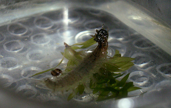 ガムシ初齢をさらし食うコガムシ終齢。傍らに浮かぶ、とれてしまったガムシの首がもの悲しうら寂し
