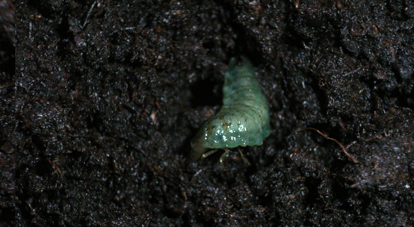 Hydrochara affinis is digging in the ground