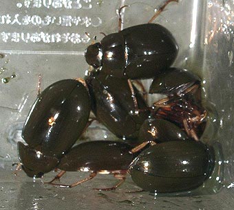 新成虫たち