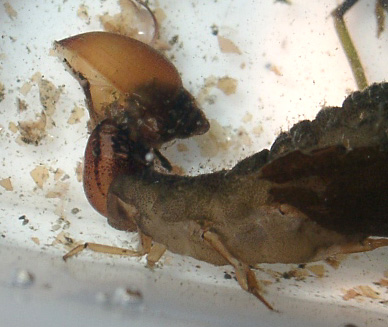 サカマキガイを食べる３齢幼虫