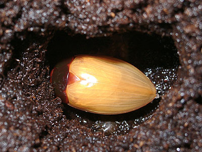 新成虫第１号