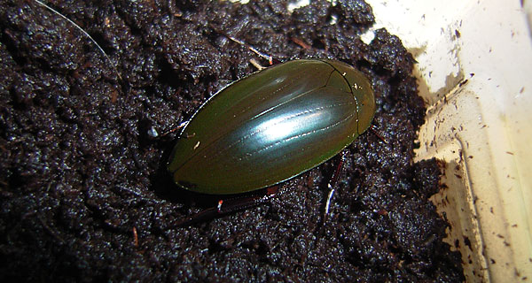 コガタガムシの新成虫