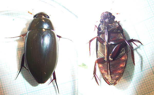 コガタガムシの新成虫（裏・表）