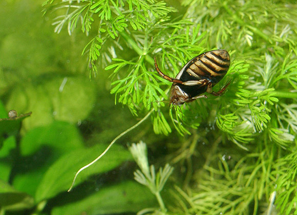 Acilius canaliculatus