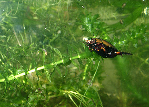 Cybister brevis