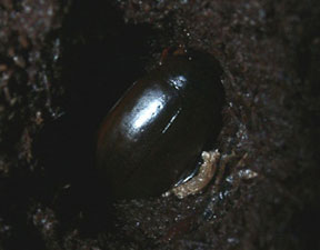 羽化その４