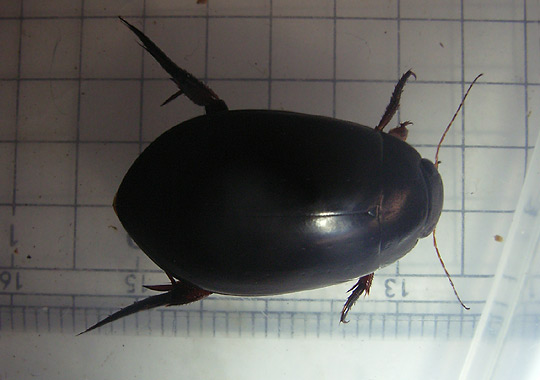 a teneral male