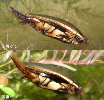 食前,食後
