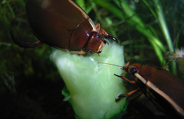 キュウリを食べるゲンゴロウ