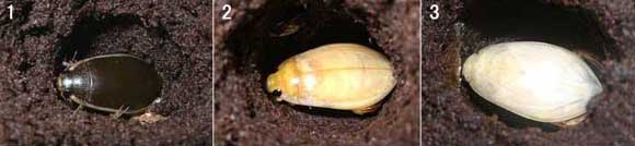 ゲンゴロウの新成虫