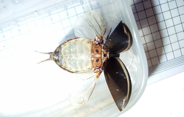 a flying teneral