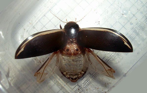 a flying teneral