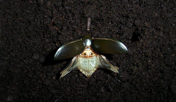 a flying teneral