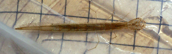 a 1st instar larva of C,rugosus