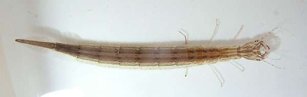 a 2nd instar larva of C,rugosus