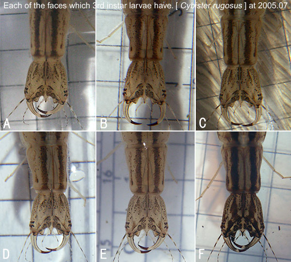 Each of the faces which 3rd instar larvae have. / C,rugosus