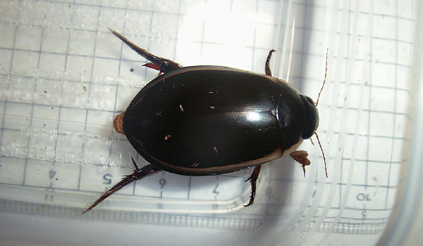 a teneral male