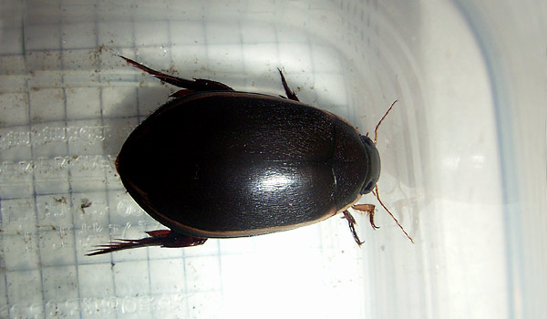 a teneral female