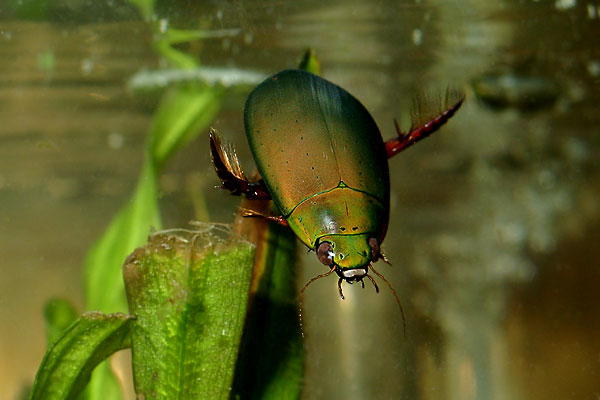 Cybister sugillatus
