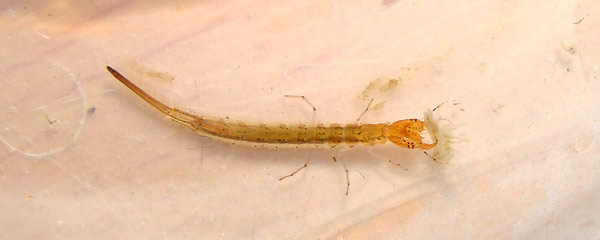 ヨコエビを捕食するトビイロ１齢