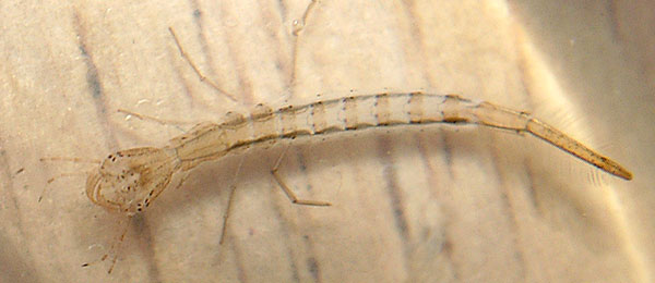 初齢誕生