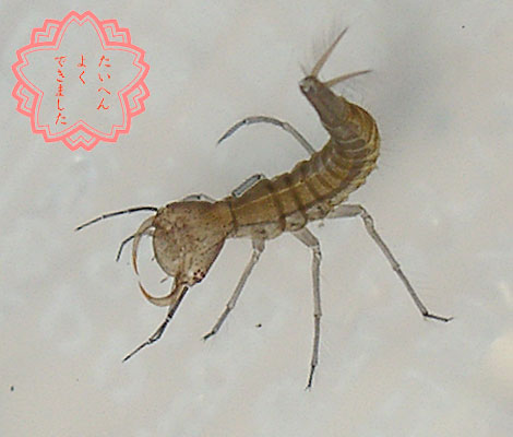 幼虫