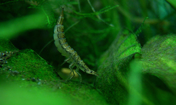 ハイイロゲンゴロウの３齢幼虫