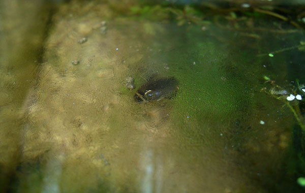氷の下のマルガタゲンゴロウ