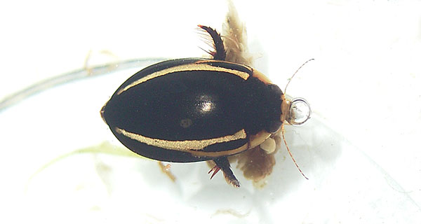 Hydaticus vittatus
