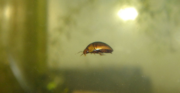 Noterus japonicus