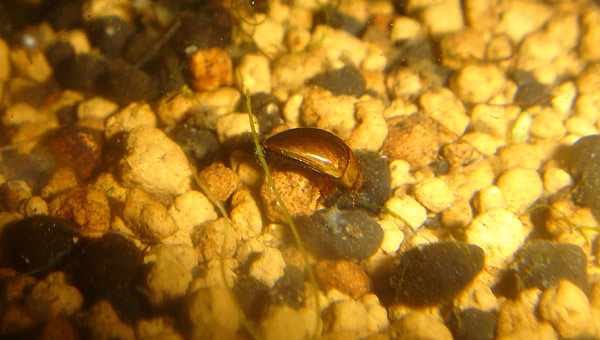 コツブゲンゴロウの背面