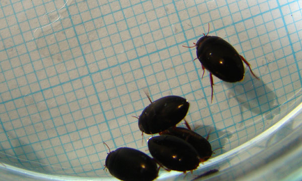 Platambus insolitus