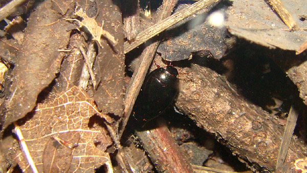 Platambus optatus