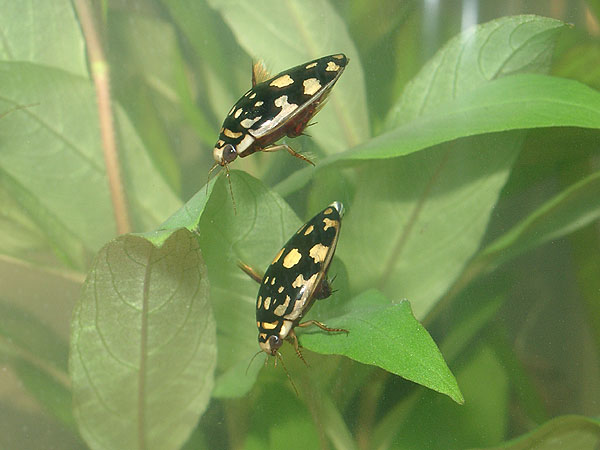 Thermonectus marmoratus