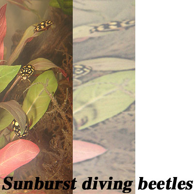 Sunburst diving beetles