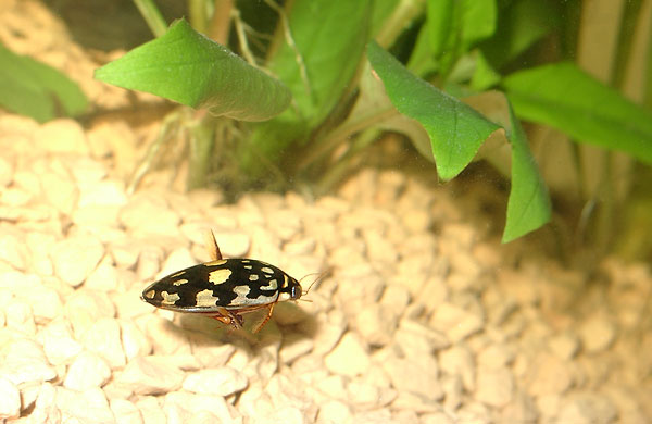 Thermonectus marmoratus