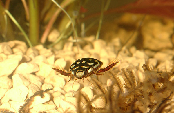 foreign diving beetle