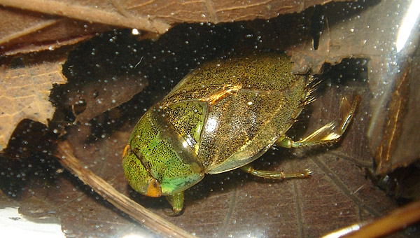 Ilycoris exclamationis