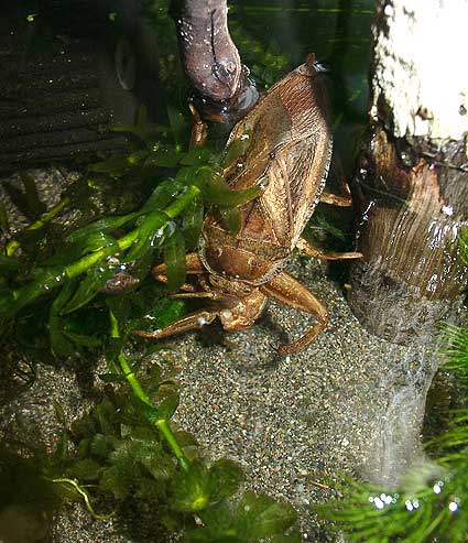 タガメの共食い